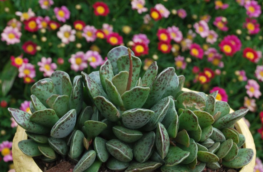 how often to water succulents