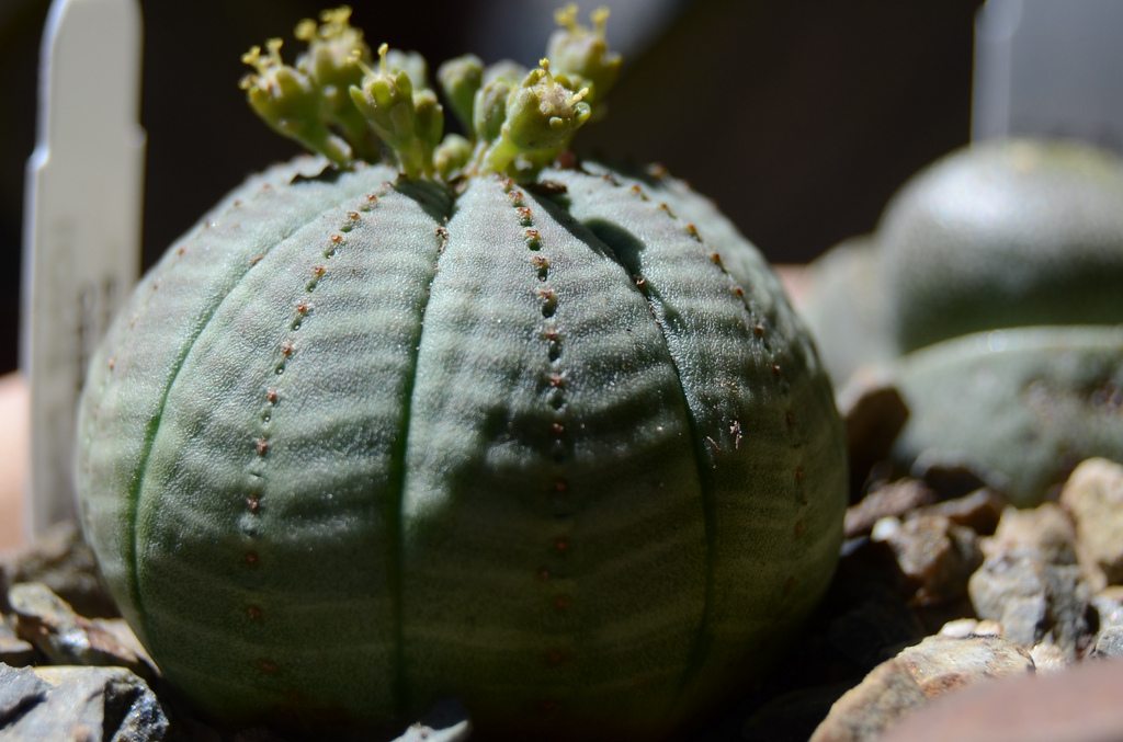 Baseball Plant