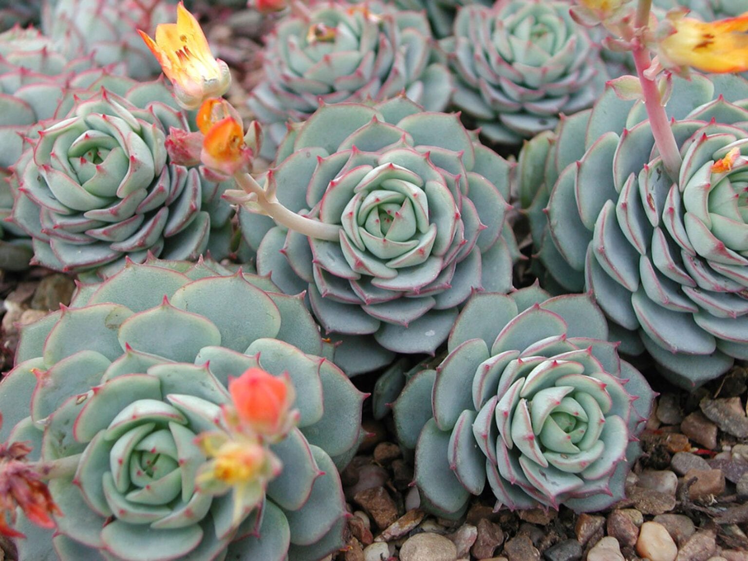 Echeveria Elegans